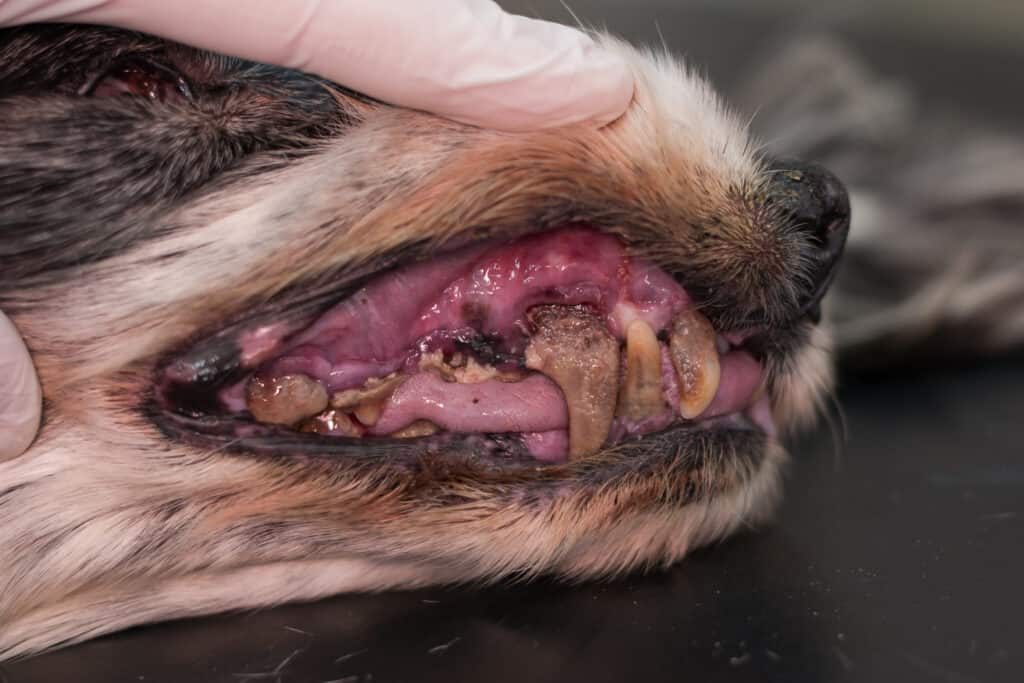 dog mouth disease