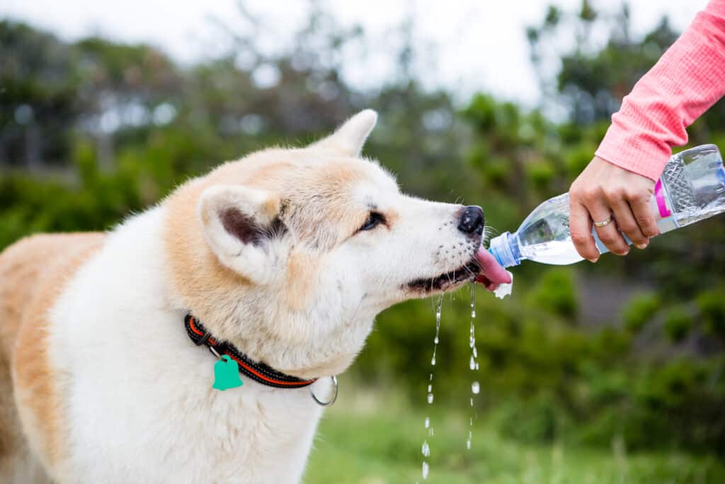 thirsty dog