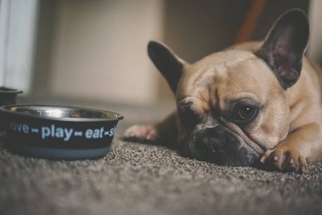 dog eating habits
