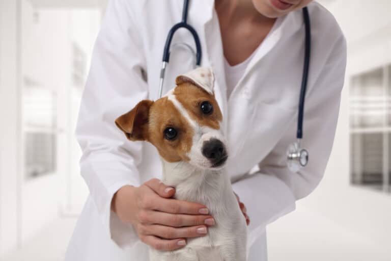 How To Prevent And Eliminate Dog Parasites