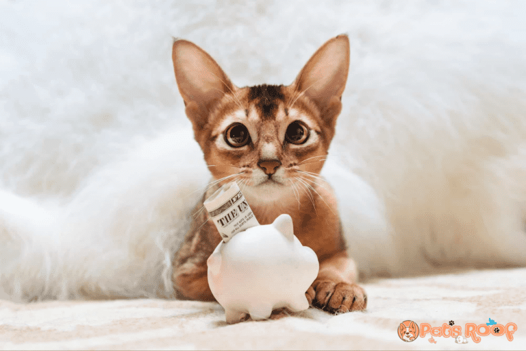 Abyssinian cat price and expenses how much does an Abyssinian cat cost