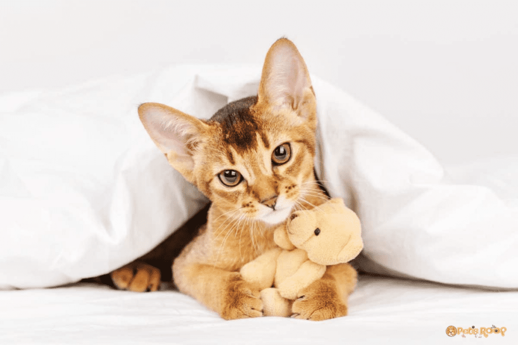 Abyssinian cat yearly and monthly costs
