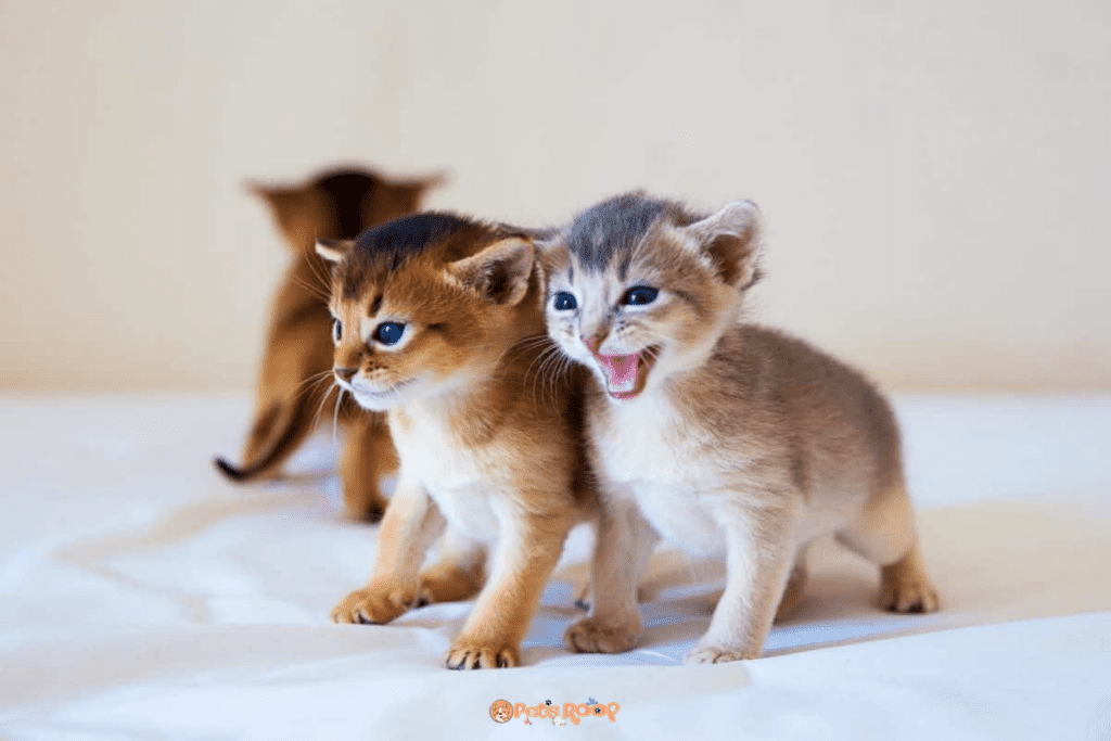 Abyssinian kittens for sale and adoption