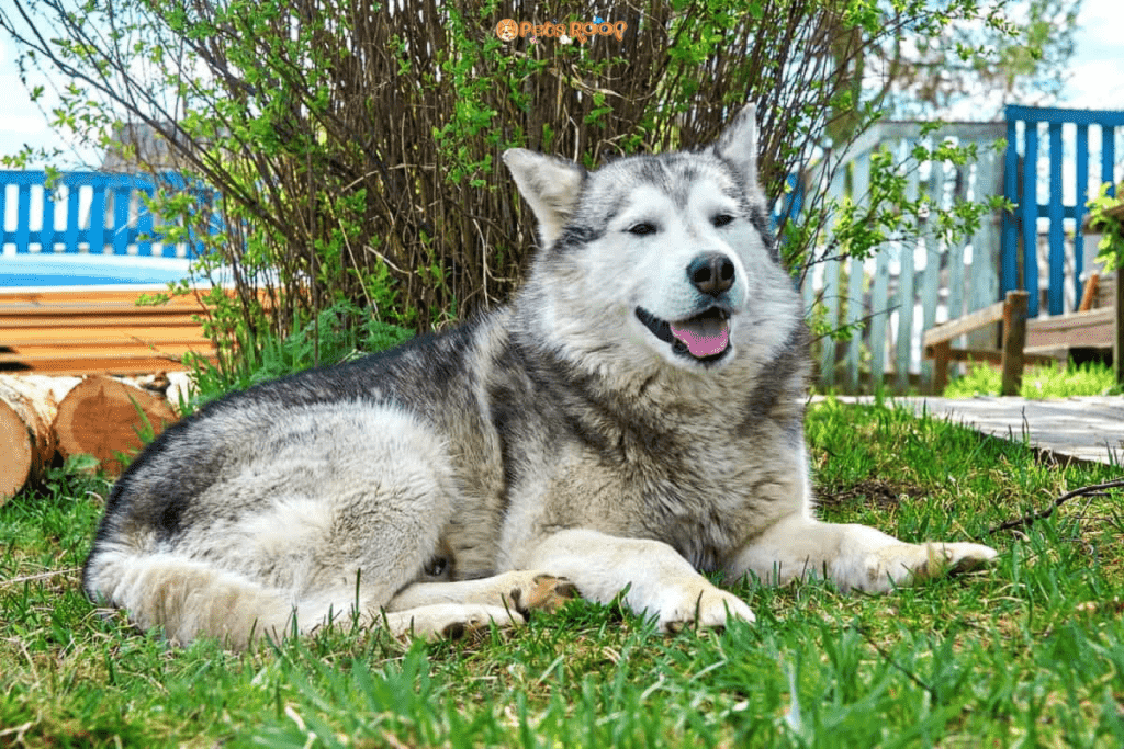 Agout Husky dog lies on grass on summer day
