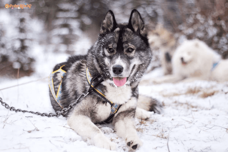 Agouti Husky