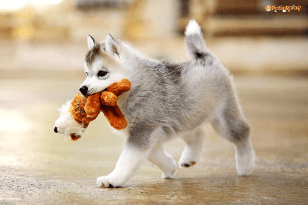 Agouti Siberian Husky puppy playing with doll