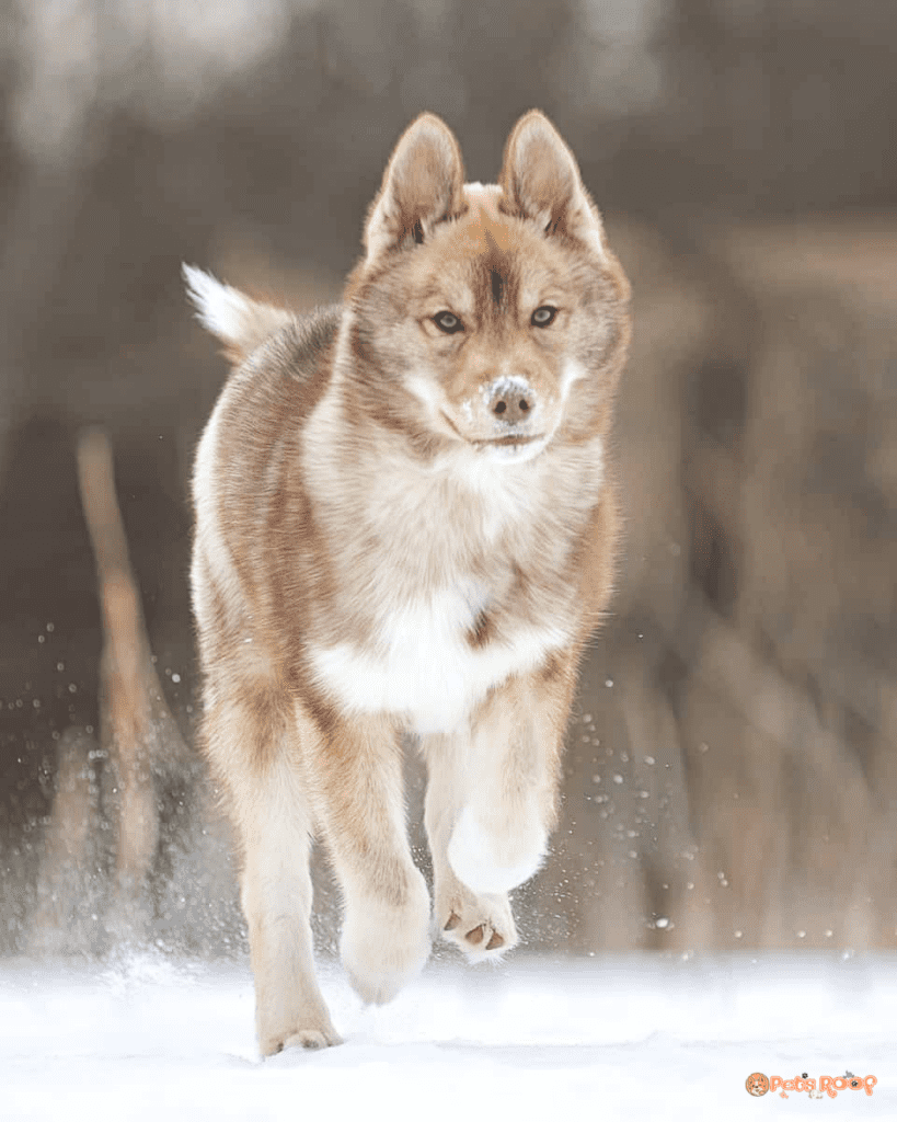 Agouti Siberian Husky running in the winter