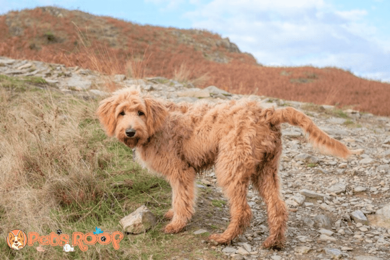 All Goldendoodle Colors and Patterns Explained