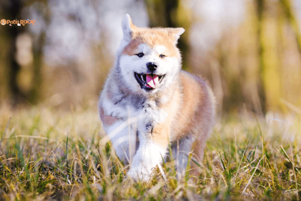 Average cost of an Akita puppy