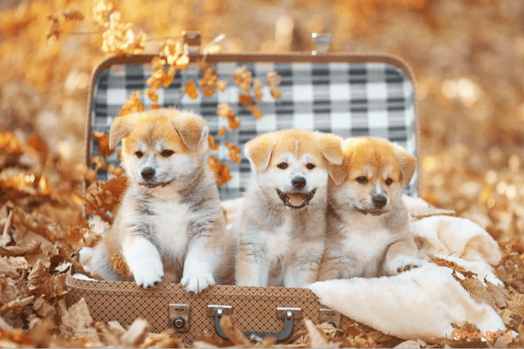 Three Akita puppies for sale and adoption