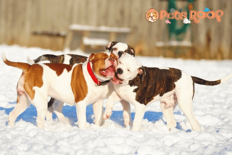 American Bulldog Colors and Markings