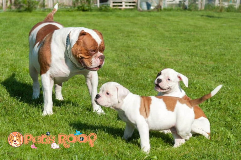 American Bulldog price and expenses how much does an American Bulldog cost