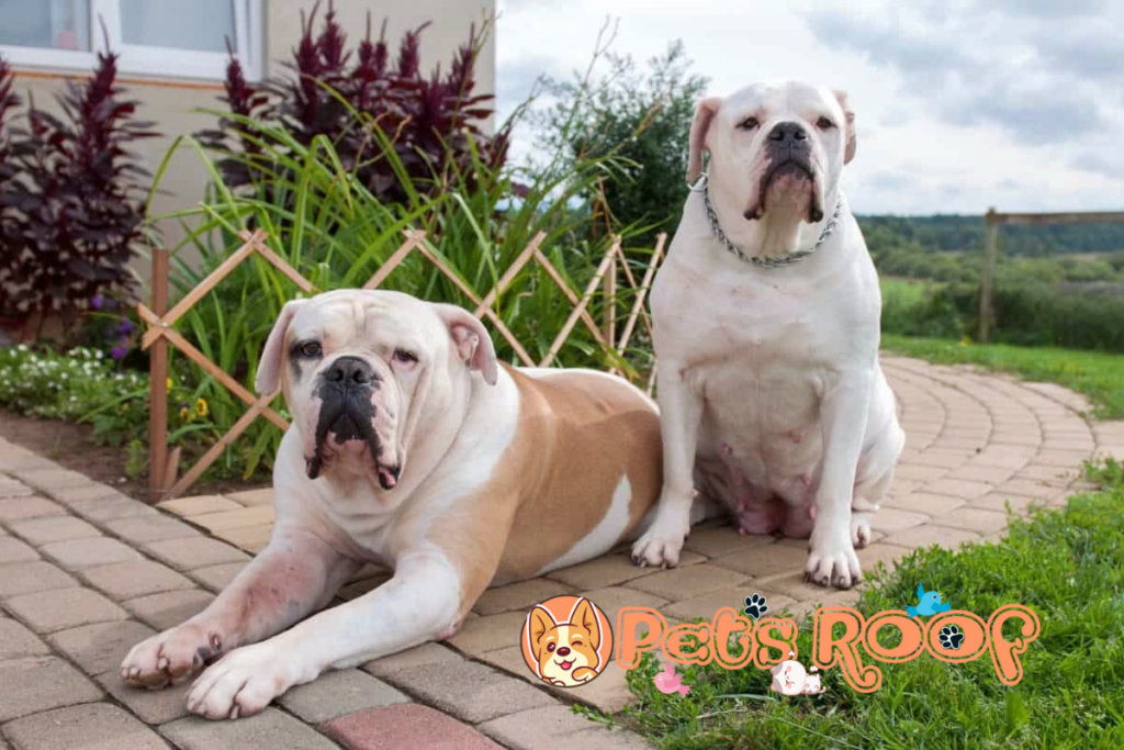 American Bulldog yearly and monthly costs