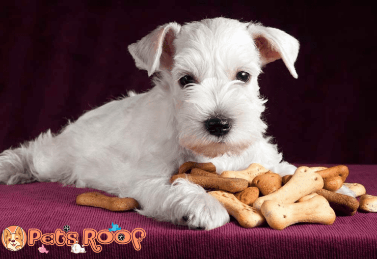 Can Dogs Eat Ginger Snaps