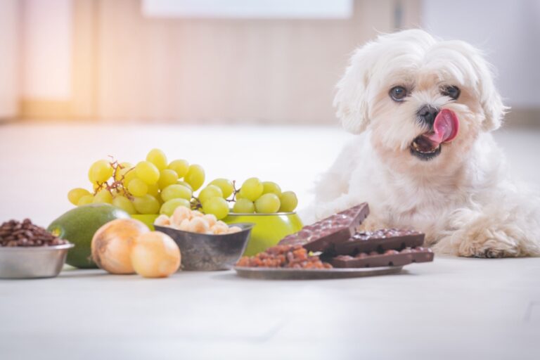 Can Dogs Eat Grapes?