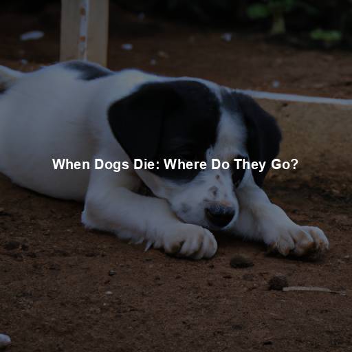 When Dogs Die: Where Do They Go?