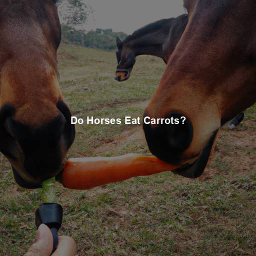 Do Horses Eat Carrots?