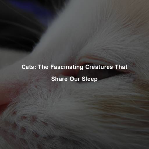 Cats: The Fascinating Creatures That Share Our Sleep