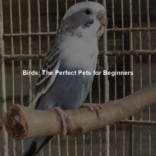 Birds: The Perfect Pets for Beginners