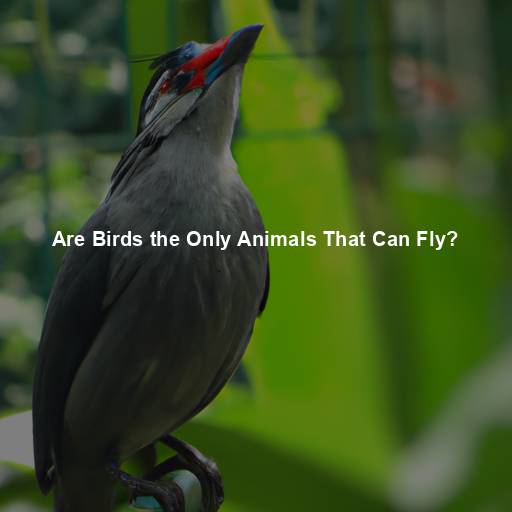 Are Birds the Only Animals That Can Fly?