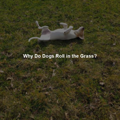 Why Do Dogs Roll in the Grass?