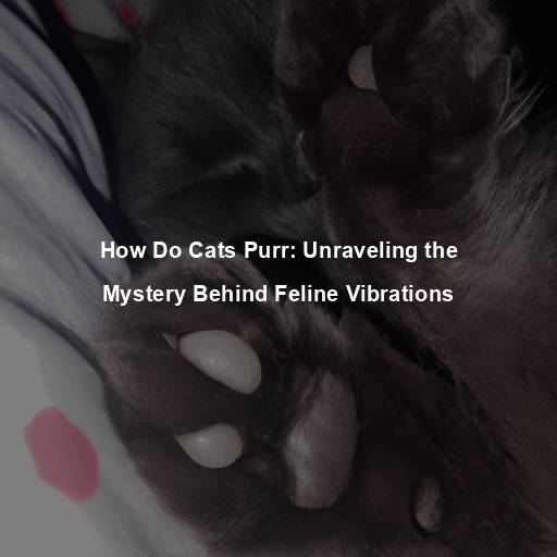 How Do Cats Purr: Unraveling the Mystery Behind Feline Vibrations