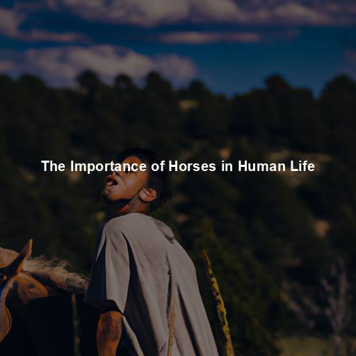 The Importance of Horses in Human Life