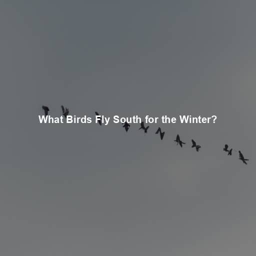 What Birds Fly South for the Winter?