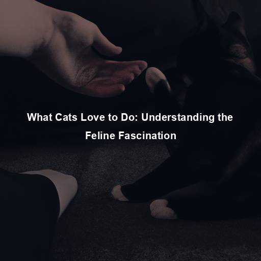 What Cats Love to Do: Understanding the Feline Fascination