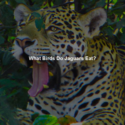 What Birds Do Jaguars Eat?