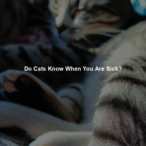 Do Cats Know When You Are Sick?