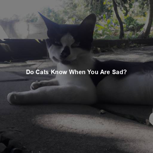 Do Cats Know When You Are Sad?