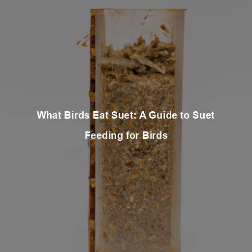 What Birds Eat Suet: A Guide to Suet Feeding for Birds