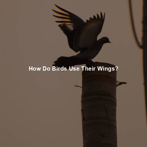 How Do Birds Use Their Wings?