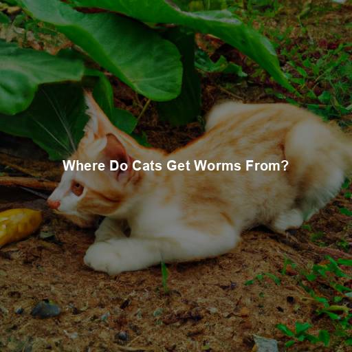 Where Do Cats Get Worms From?