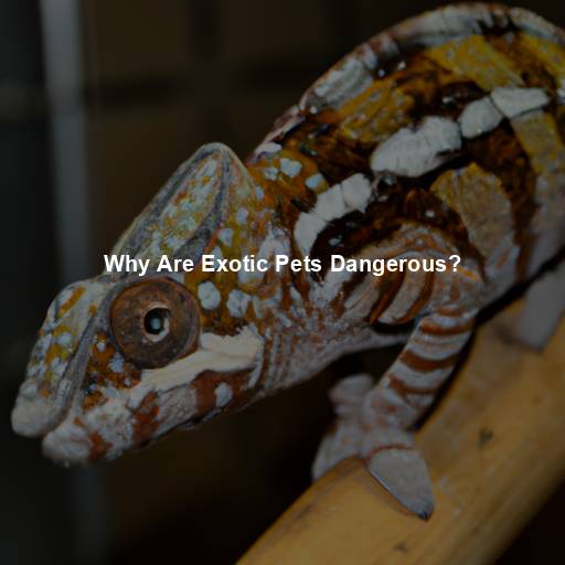 Why Are Exotic Pets Dangerous?