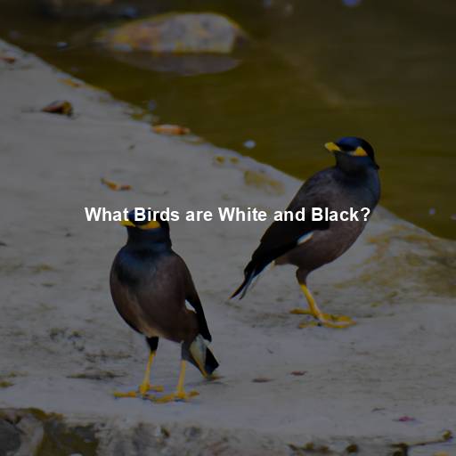 What Birds are White and Black?