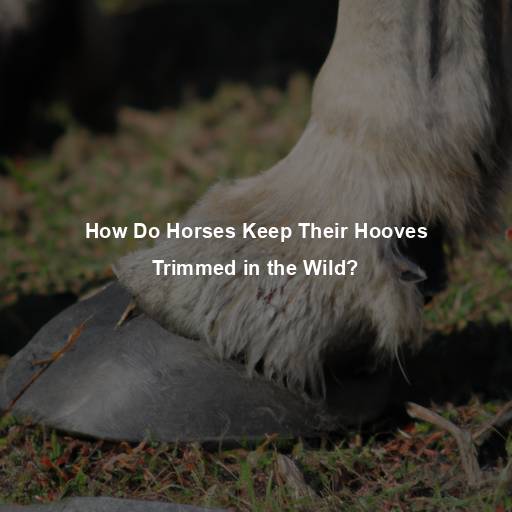 How Do Horses Keep Their Hooves Trimmed in the Wild?