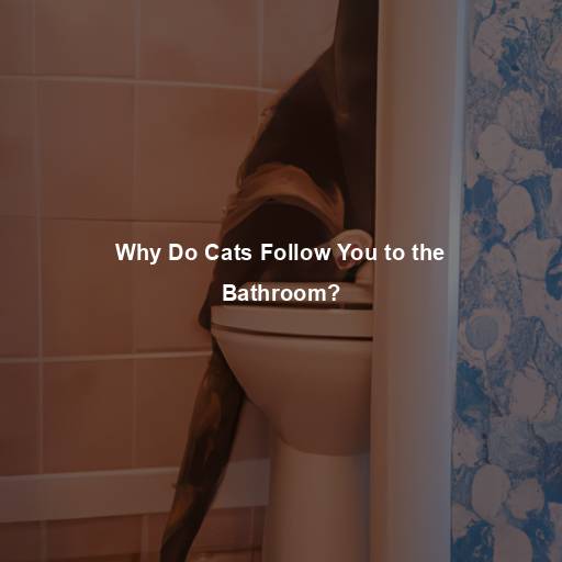 Why Do Cats Follow You to the Bathroom?