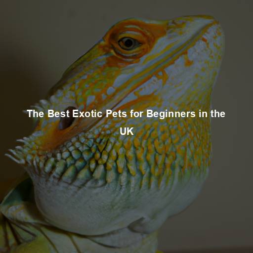 The Best Exotic Pets for Beginners in the UK