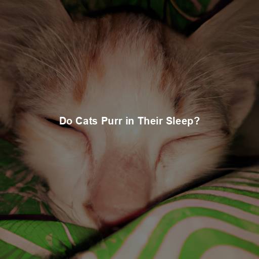 Do Cats Purr in Their Sleep?