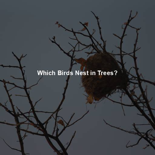 Which Birds Nest in Trees?