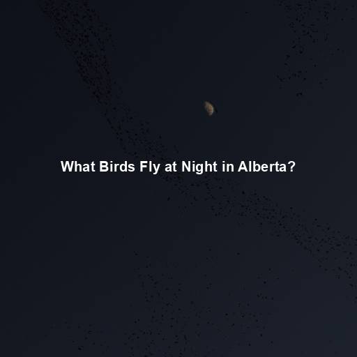 What Birds Fly at Night in Alberta?