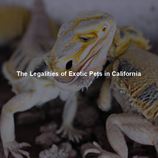 The Legalities of Exotic Pets in California