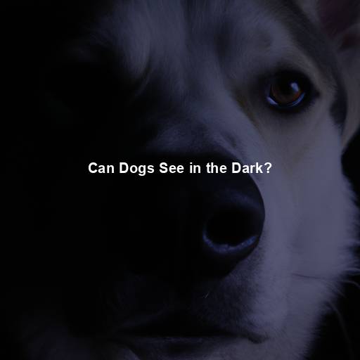 Can Dogs See in the Dark?