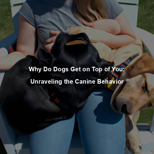 Why Do Dogs Get on Top of You: Unraveling the Canine Behavior