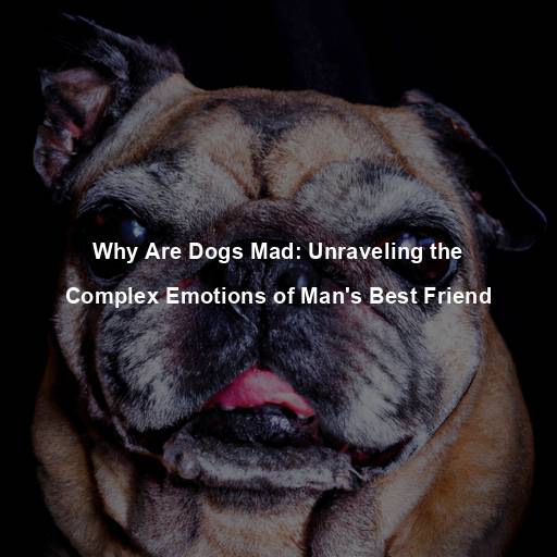 Why Are Dogs Mad: Unraveling the Complex Emotions of Man’s Best Friend