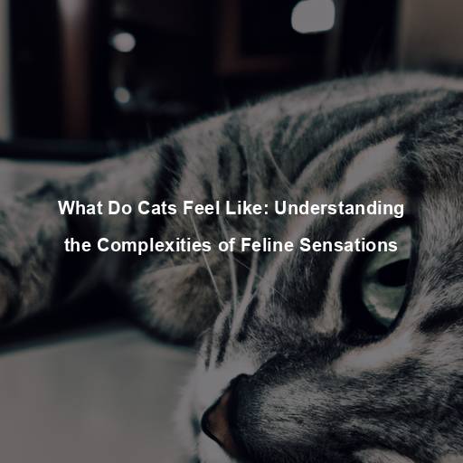 What Do Cats Feel Like: Understanding the Complexities of Feline Sensations