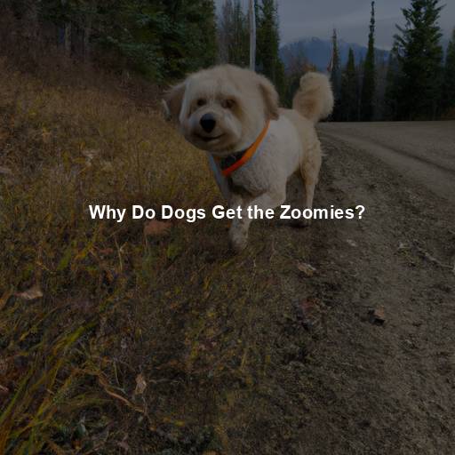 Why Do Dogs Get the Zoomies?