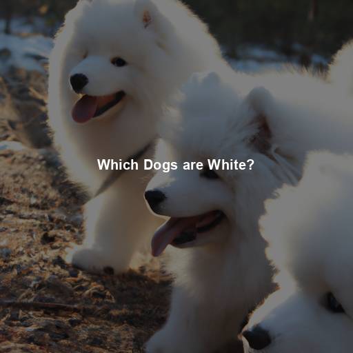 Which Dogs are White?